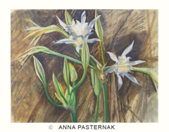 Pancratium maritumum